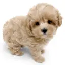 MIX（トイプードル×マルチーズ）