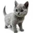 ブリティッシュショートヘア