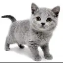 ブリティッシュショートヘア