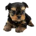 ヨークシャーテリア