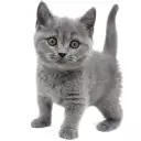 ブリティッシュショートヘア