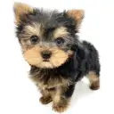 ヨークシャーテリア