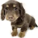 ミニチュア・ダックスフント