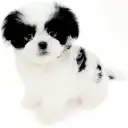 MIX（トイプードル×狆）