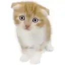 スコティッシュフォールド