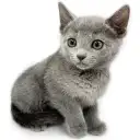 ロシアンブルー