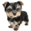 ヨークシャーテリア