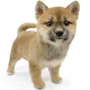 柴犬