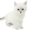 ネヴァマスカレード