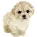 MIX（マルチーズ×トイプードル）