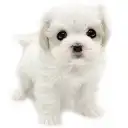 MIX（マルチーズ×キャバリアキングチャールズスパニエル）