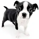 ボストンテリア