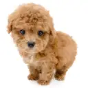 トイ・プードル