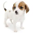 ジャックラッセルテリア