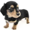 カニンヘン・ダックスフント