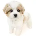 MIX（キャバリアキングチャールズスパニエル×ビションフリーゼ）