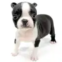 ボストンテリア