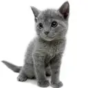 ロシアンブルー