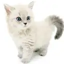 ネヴァマスカレード