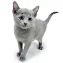 ロシアンブルー