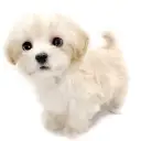 MIX（マルチーズ×トイプードル）