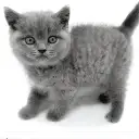 ブリティッシュショートヘア