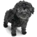 トイ・プードル