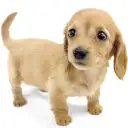 ミニチュア・ダックスフント