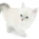 ネヴァマスカレード