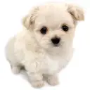 MIX（マルチーズ×チワワ）