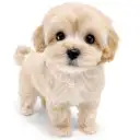 MIX(トイプードル×マルチーズ)