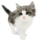 ノルウェージャンフォレストキャット