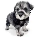 ミニチュア・シュナウザー