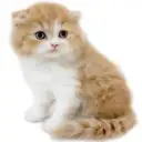 フォールデックス