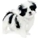 MIX(トイプードル×狆)