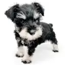 ミニチュア・シュナウザー