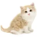 ノルウェージャンフォレストキャット