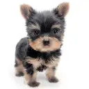 ヨークシャーテリア