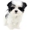 MIX（チワワ×マルチーズ）