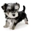 MIX（マルチーズ×ヨークシャーテリア）