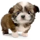 MIX（チワワ×シーズー）