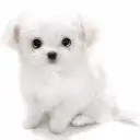 MIX（マルチーズ×チワワ）