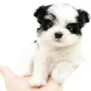 MIX（チワワ×マルチーズ）