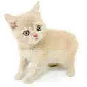 ブリティッシュショートヘア