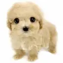 MIX（トイプードル×マルチーズ）