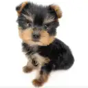 ヨークシャーテリア