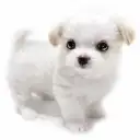 MIX（マルチーズ×チワワ）