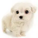 MIX（マルチーズ×トイプードル）