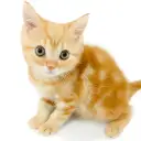 アメリカンショートヘア