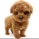 トイ・プードル